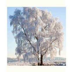 Servetele de masa 33x33 cm Frozen Tree Ambiente