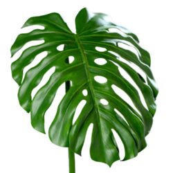 Frunza artificiala de Filodendron verde – 112 cm