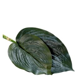 Set x2 frunze artificiale Hosta crinul de toamna verde – 36 cm