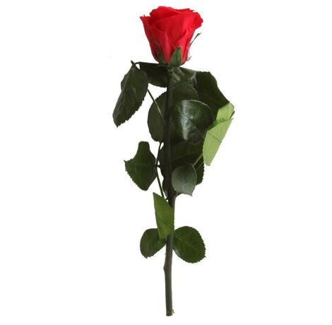 Trandafir criogenat cu tija Verdissimo 27 cm2