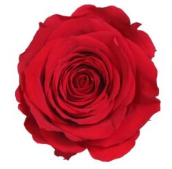 Trandafir criogenat cu tija Verdissimo 27 cm3