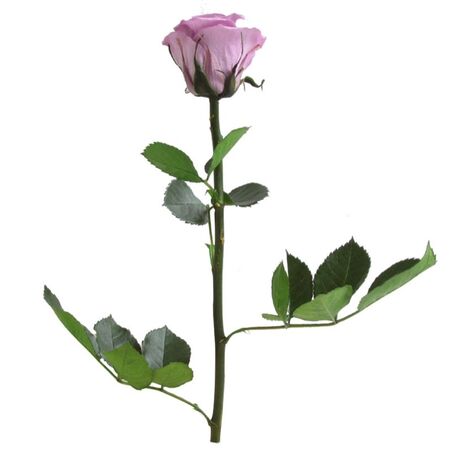 Trandafir criogenat cu tija Verdissimo 27 cm4