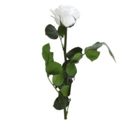 Trandafir criogenat cu tija Verdissimo 27 cm6