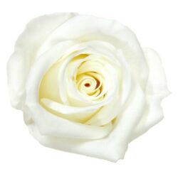 Trandafir criogenat cu tija Verdissimo 27 cm7