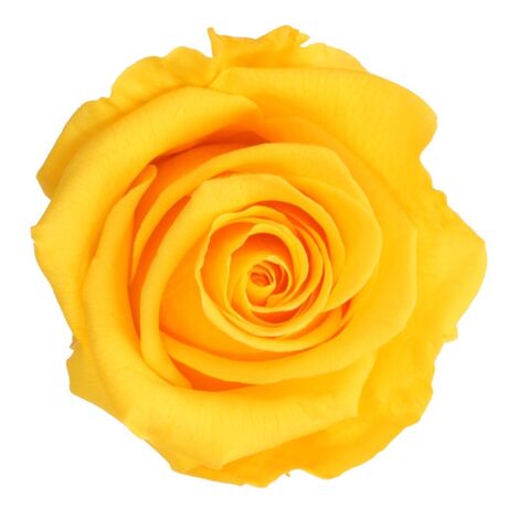 Trandafir criogenat cu tija Verdissimo 27 cm9