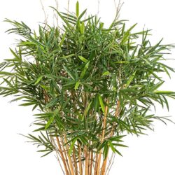 bambus artificial jamaica royal 125 cm 2438