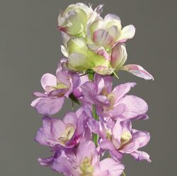 delphinium nemtisor artificial mov 82 cm 1941