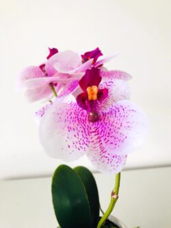orhidee artificiala alb mov in ghiveci ceramic 25 cm 1037