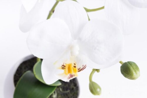 orhidee artificiala alba in ghiveci ceramic 25 cm 846