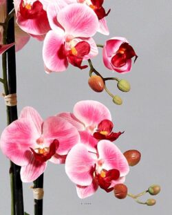 orhidee artificiala roz crem in ghiveci ceramic 70 cm 1140
