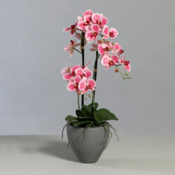 orhidee artificiala roz crem in ghiveci ceramic 70 cm 1141