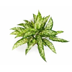 planta artificiala decorativa agaonema verde crem 48 cm 1522