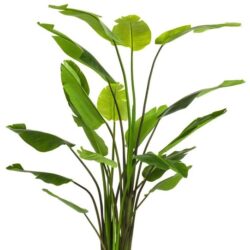planta artificiala strelitzia nicolai in ghiveci 235 cm 685