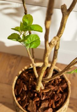 copac artificial poliscia polyscias cu 591 frunze 195 cm 3057