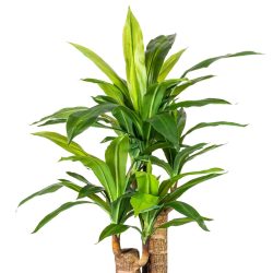 planta artificiala x2 dracaena in ghiveci 80 cm 4320