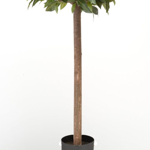 sfera dafin artificial in ghiveci laurel 150 cm 3995