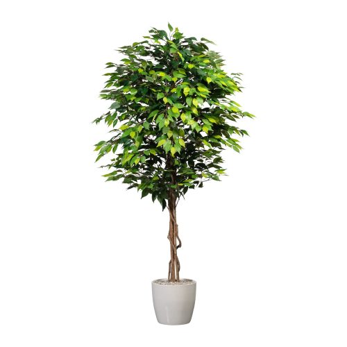 ficus artificial decorativ benjamina cu trunchi natural 180 cm 4660