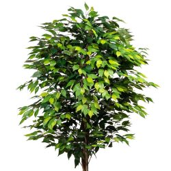 ficus artificial decorativ benjamina cu trunchi natural 180 cm 4661