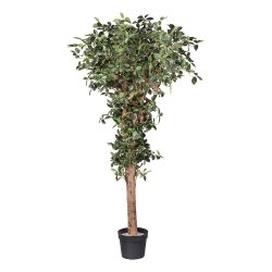 Ficus artificial Retusa cu trunchi natural – 220 cm
