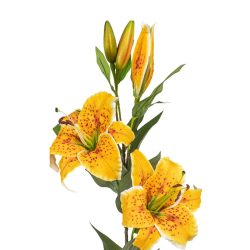 Floare artificiala Crin galben 85 cm2