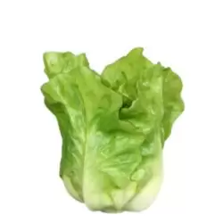 Salata artificiala decorativa verde-crem – 12 cm