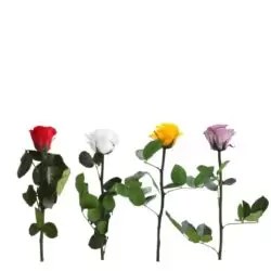 Trandafir criogenat cu tija Verdissimo 27 cm