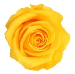 Trandafir criogenat cu tija Verdissimo 27 cm9