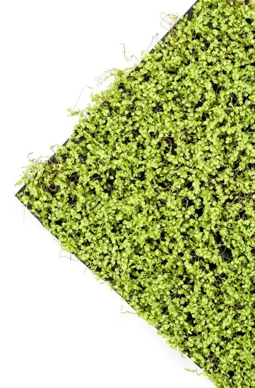 covor artificial soleirolia verde deschis 50x50 cm 2118