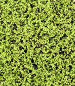 covor artificial soleirolia verde deschis 50x50 cm 2119