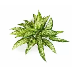 planta artificiala decorativa agaonema verde crem 48 cm 1520