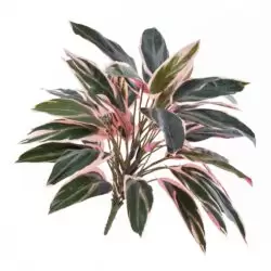planta artificiala decorativa cordyline verde crem 48 cm 1535