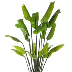 planta artificiala strelitzia palm in ghiveci 200 cm 664