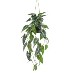 Planta artificiala curgatoare Alocasia in ghiveci – 80 cm
