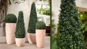 Buxus artificial: 3 aplicatii creative in design de la amsieu.ro