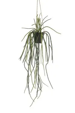 planta artificiala curgatoare rhypsalis in ghiveci 85 cm 3901