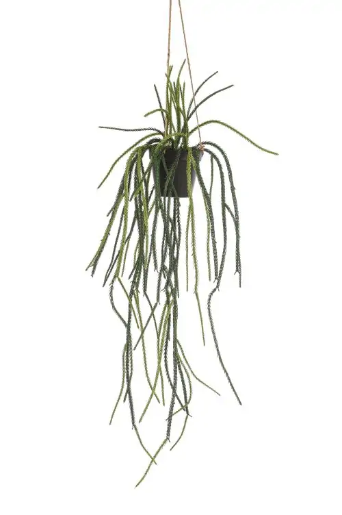 planta artificiala curgatoare rhypsalis in ghiveci 85 cm 3901 scaled