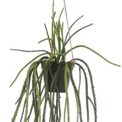planta artificiala curgatoare rhypsalis in ghiveci 85 cm 3902